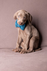 Elegant Weimaraner Puppy with Blue Bow Tie – Studio Portrait