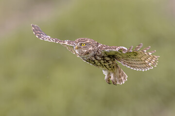 Little Owl flying on Bright Background