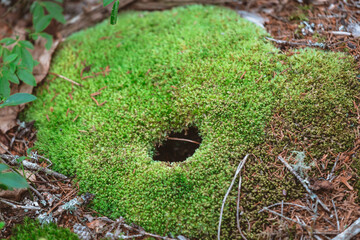 Green Moss Covering Forest