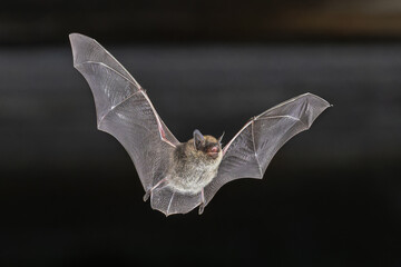 Whiskered Bat flying in Natural Environment