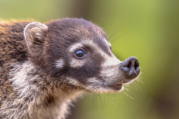 White nosed coati portrait
