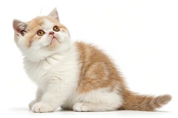 Adorable Fluffy Kitten on White Background

