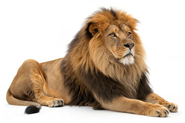 Fototapeta premium Majestic Lion Resting on White Background