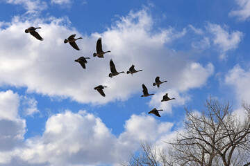 Geese in flight