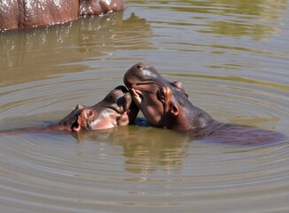 Fototapeta premium Red Tulips in Vase with Red Couch Background Warm Home Interior Spring Scene