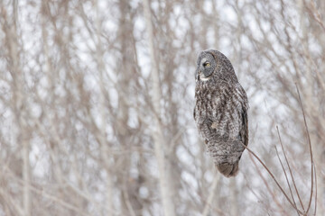 The great grey owl (Strix nebulosa) in winter