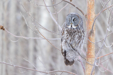 The great grey owl (Strix nebulosa) in winter