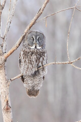 The great grey owl (Strix nebulosa) in winter