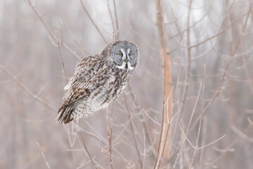 The great grey owl (Strix nebulosa) in winter