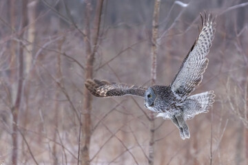 The great grey owl (Strix nebulosa) in winter