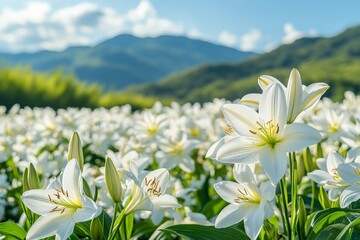 White lilies bloom in a picturesque valley surrounded by mountains under a clear blue sky