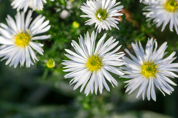 Obraz premium Aster Symphyotrichum ericoides, ericoides Aster flowers in bloom, white flowering plants, snow flurry flowers