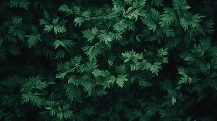 top view of green vegetation. floral background reminiscent of environmental protection and environmental issues
