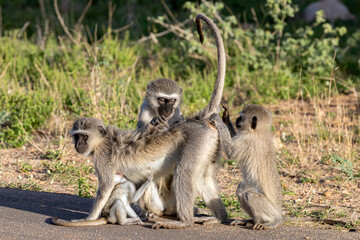 Braam Collins - Copyright