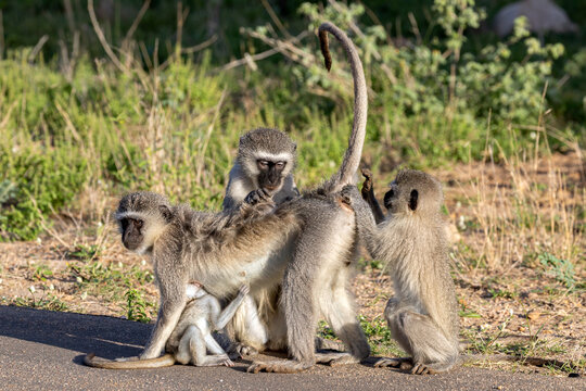 Braam Collins - Copyright