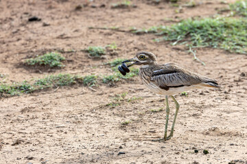 Braam Collins - Copyright