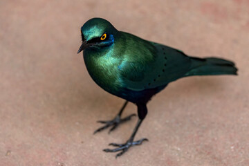 Braam Collins - Copyright