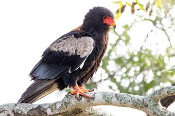 Braam Collins - Copyright