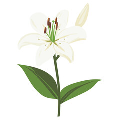 Fototapeta premium White lilly flower illustration lily art vector