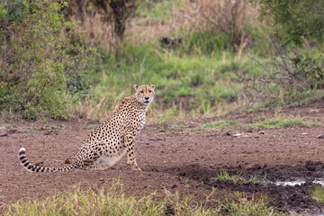 Braam Collins - Copyright