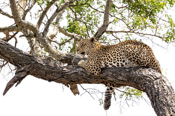 Braam Collins - Copyright