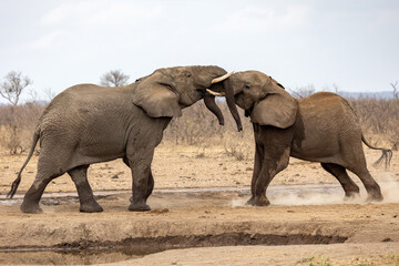 Fototapeta premium Braam Collins - Copyright