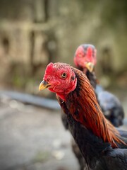 Potrait of the roosters