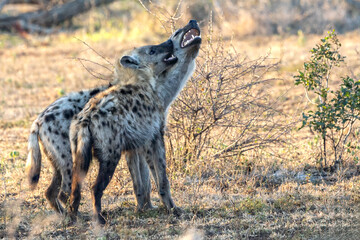 Braam Collins - Copyright