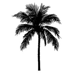 Palm tree silhouette design black white vector