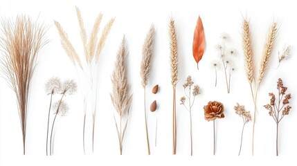 Obraz premium Arrangement Of Dried Plants On White Background