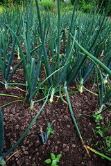 Green onions growing in the garden. spring vegetables. Organic food.