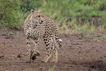 Braam Collins - Copyright