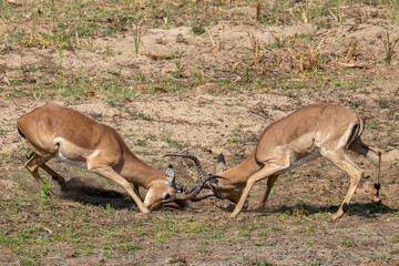 Braam Collins - Copyright