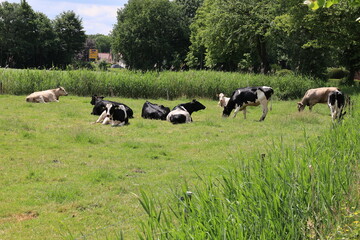 Eine Kuhherde auf einer Weide im Landkreis Oldenburg in Niedersachsen	