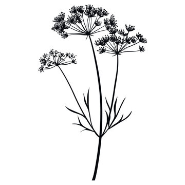 black and white dill plant on white clip art preview