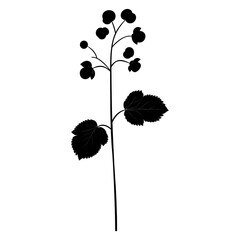 Naklejka premium Wild flower Baneberry illustration silhouette minimalist vector