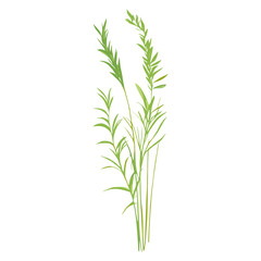 Fototapeta premium Flat vector of wild grass illustration plant green vector