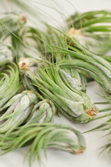 Green tillandsia air plants on a white background