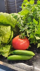 tomatoes in the garden, healthy eating, vegetables, greens