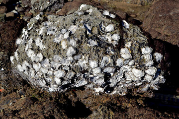 Rocky shore with oyster clusters in cantabrian sea, Spain landscape. Gijon, Asturias. Bay of Biscay. Atlantic ocean. Oyster shells on a rock