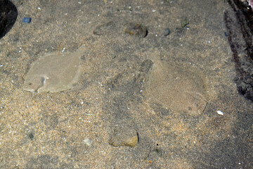 Flatfish camouflage in sandy waters of the Cantabrian sea. Gijon, Spain