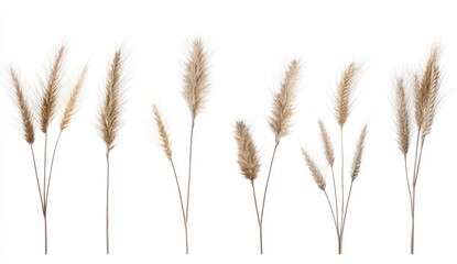 Fototapeta premium Collection Of Dried Grasses On White Background