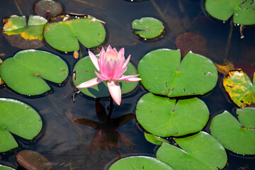 Ninfeia rosa. Flor aqu&aacute;tica.	