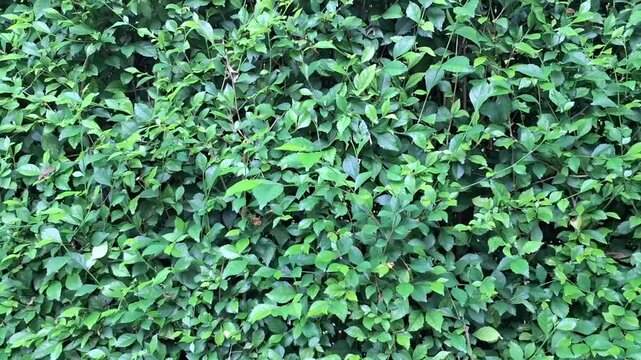 Green Hedge Plants Swaying in the Wind &ndash; Acalypha Siamensis Leaves Moving in the Breeze, Captured in High-Quality Video with Natural Lighting During the Afternoon.