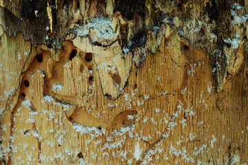 Textured scrap of old wood