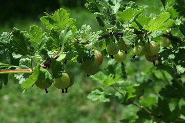 On the branch of the bush ripens the gooseberry fruit