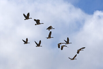 Geese in flight
