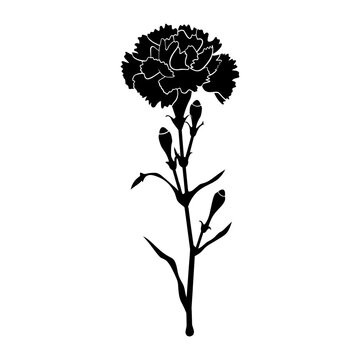 recommend clip art: Carnation flower silhouette carnation illustration vector