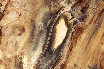 Textured scrap of old wood