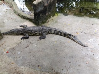 Powerful Nile Crocodile in Its Natural Habitat – Apex Predator of African Waters